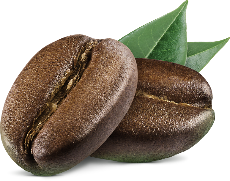 coffee bean